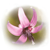 関川村　大石ダムサイトのカタクリの花(H19.4.4)