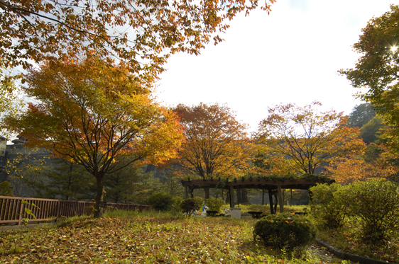 大石ダム　左岸下流公園のヤマモミジとケヤキの紅葉