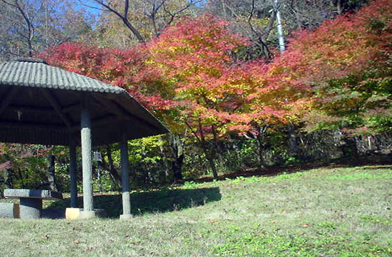 関川村　丸山公園の四阿（あずまや）とヤマモミジ
