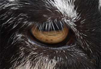 山羊瞳孔は水平方向スリット