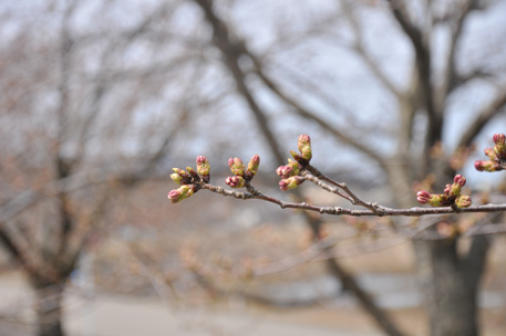 高瀬温泉温泉脇の荒川桜並木は、まだ蕾