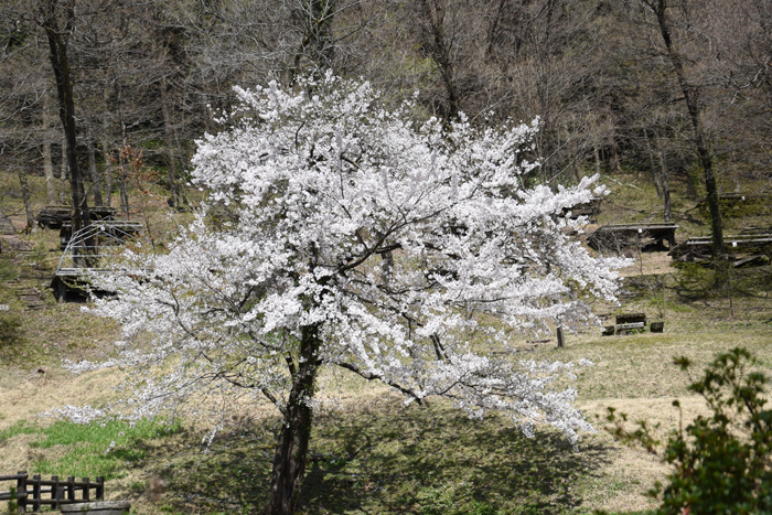 鷹の巣キャンプ場の桜